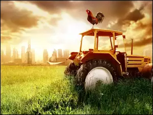 Zachód, Kogut, Słońca, Traktor