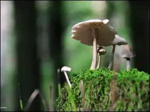 Mchu, Grzybki, Na