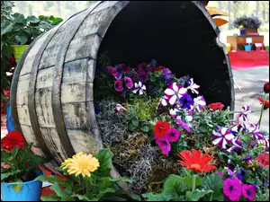 Petunie, Beczka, Kwiatowa, Kompozycja, Gerbery