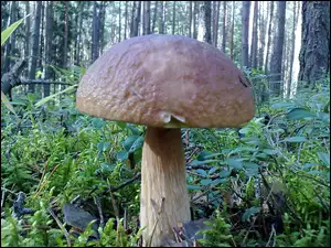 Roślinność, Las, Prawdziwek