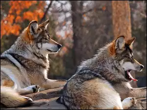 Wilki