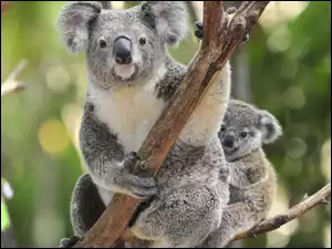 Miś, Drzewo, Koala, Małe
