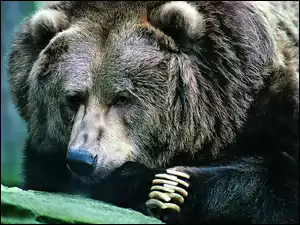 Pazury, Niedźwiedź, Łapy