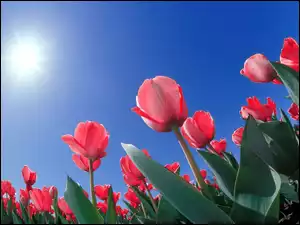 Czerwone Tulipany