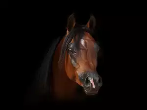 Tło, Łeb, Arabskiego, Konia, Czarne