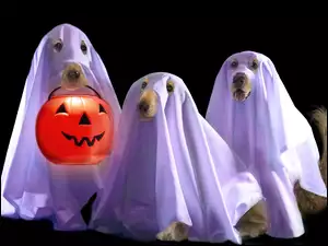 Trzy, Halloween, Psy, Duchy