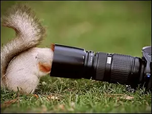 Fotograficzny, Wiewiórka, Aparat