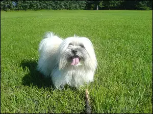 Łąka, Piesek, Coton de Tulear