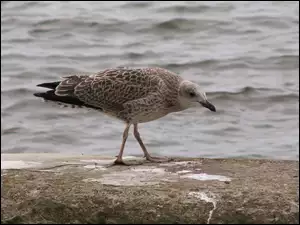 Mewa, Morze, Srebrzysta, Plaża