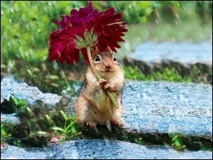 Deszcz, Chipmunk, Kwiatek