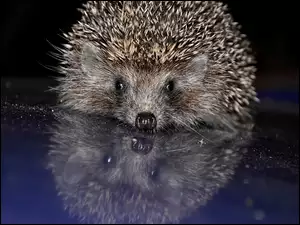 Jeż