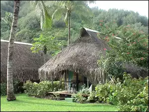 Moorea, Zieleń, Hibiscus, Palmy