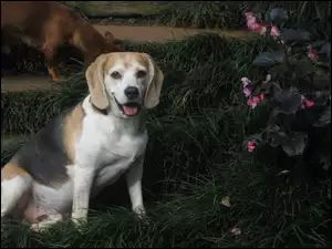 Piesek, Kwiatki, Beagle, Trawa