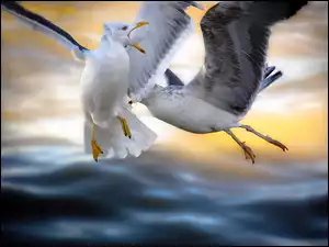 Dwie, Niebo, Mewy, Lot