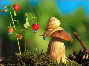Poziomka, Ślimak, Grzyb