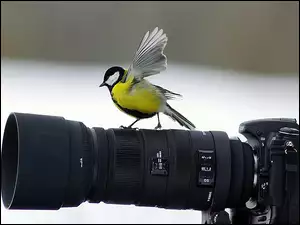 Sikora, Fotograficzny, Bogatka, Aparat