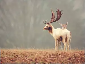 Jeleń, Łania