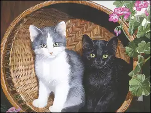 Pelargonie, Dwa, Kosz, Koty, Kwiaty