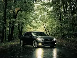 Szary, Drzewa, Lexus IS, Droga