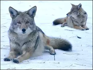 Dwa, Wilki