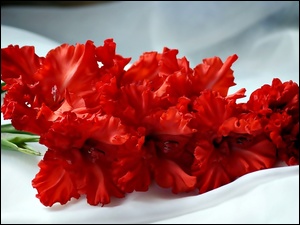 Czerwone, Gladiole