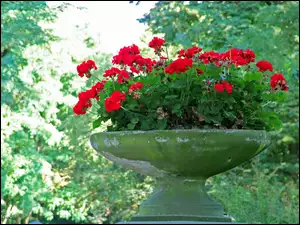 Donica, Pelargonie, Kamienna