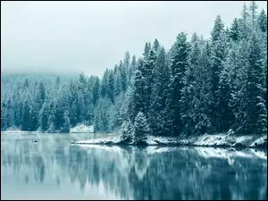 Zima, Las, Jezioro
