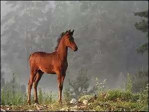 Źrebak, Las