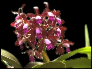 Storczyki, orchidea