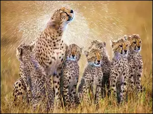 Rodzinka, Gepard, Młode