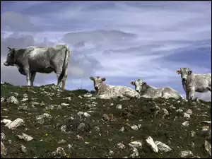Kamienie, Cztery, Krowy, Szare, Pastwisko