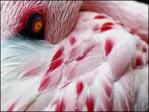 Flaming, Pióra