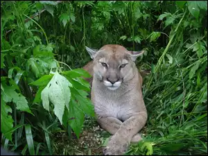 Puma, Zieleń