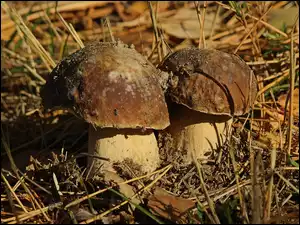 Igliwie, Grzyby, Prawdziwki