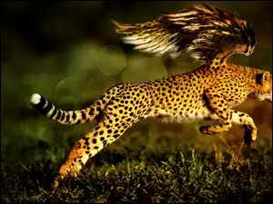 Bieg, Gepard, Ptak
