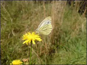 Motyl, Jerzmanice, Zdrój