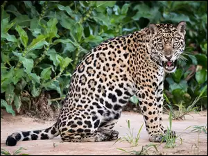 Grozny, Jaguar