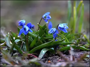 Cebulica Syberyjska