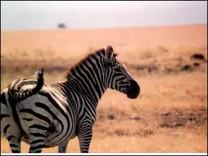 trawy, Zebra, sawanna