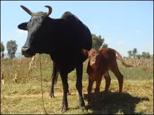 Cielątko, Zebu, Mama