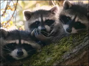 Drzewo, Trzy, Szopy