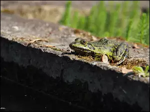 Kamień, Zielona, Żaba