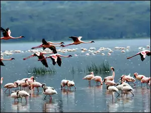 Flamingi, Woda