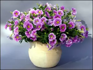 Petunia ogrodowa