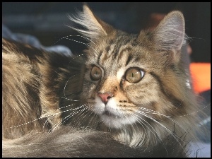 Leżący, Maine coon, Szary, Kotek