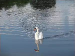Dorodny, Gniazda, Samiec, Pilnujący
