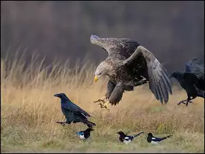Sroki, Bielik, Gawrony