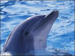 Delfin, Woda