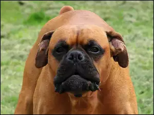 Bokser