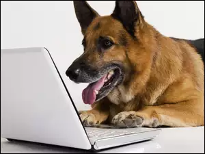 Piesek, Laptop, Owczarek, Niemiecki
